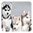 icon Husky Live Wallpaper 7.5