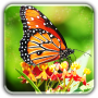 icon Butterfly wallpapers LWP