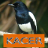 icon Master Kicau Kacer 1.4