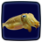 icon Cuttlefish Live Wallpaper 1.5
