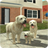 icon Dog Sim 8.6