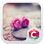 icon Pink Roses Theme C Launcher
