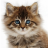 icon Talking Dancing Cat 2.480.0.47