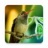 icon Hummingbirds Live Wallpaper 1.0.7