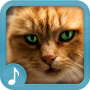 icon Meowing Cat Sounds Ringtones 2019