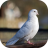 icon Dove Sounds 1.1