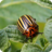 icon Insect pests 7.2.3