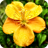 icon Floramations 2.1