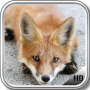 icon Fox Wallpaper