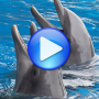 icon Dolphins songs to sleep