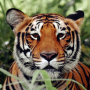 icon Tiger Wallpaper