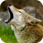 icon Coyote Sounds