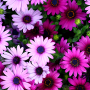 icon Flowers Live Wallpapers