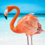 icon The Flamingo