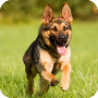 icon German Shepherd Wallpaper