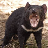 icon 3D Tasmanian Devil Slots 1.0