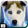 icon Siberian Husky Wallpaper