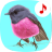 icon Bird songs: Ringtones 4.9