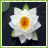 icon Lily Flower Onet Game 1.0