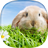 icon Rabbit Live Wallpaper 2.3