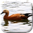 icon Duck LWP 2.5