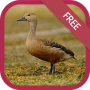 icon com.sound.lesserwhistlingduck