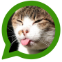 icon Cats for WhatsApp