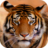icon Tiger Sounds 2.0
