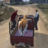icon Animal Cargo Truck Transport 3.4