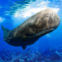 icon The Sperm Whale