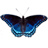 icon Butterfly 1.23