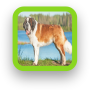 icon Saint Bernard Dog Wallpaper