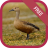 icon com.sound.lesserwhistlingduck 1.4