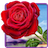 icon Rose 2.2.6