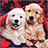icon Puppies Live Wallpaper 2.7