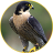 icon Peregrine Falcon 1.6