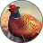 icon Pheasant Sounds 1.3