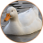 icon Duck Sounds 1.2