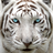 icon Big Cat Rescue 3.10.0