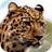 icon Leopard Wallpapers 1.0