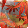 icon Autumn Tree Free Wallpaper