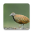 icon Buttonquail bird sounds 2.5