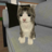 icon Kitty Cat Simulator 1.3