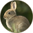 icon Rabbit Sounds 1.3