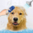 icon DogWash And Grooming Salon 1.0