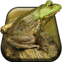 icon Silly Frog Live Wallpaper