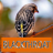icon Master Kicau Blackthroat 1.2