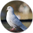 icon Dove Sounds 1.3