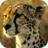 icon Cheetah Wallpapers 1.0