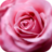 icon Rose Wallpapers 1.0
